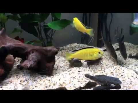 3ft Tropical fish tank Electric-yellows , bristlenose catfish , platys , angel fish , gourami
