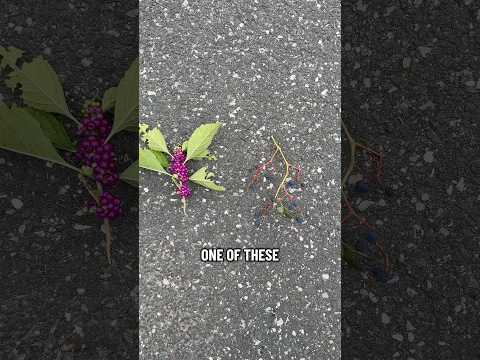 POISON or SNACK: PURPLE BERRIES!