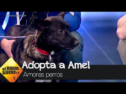 Dani Rovira presenta a la perrita Amel para que la adopten - El Hormiguero 3.0