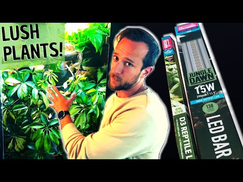 YouTube video about: Can you use a reptile light for plants?