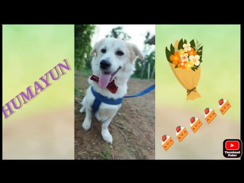 Humayun's 2 years Birthday Celebration🎉🎊🎊