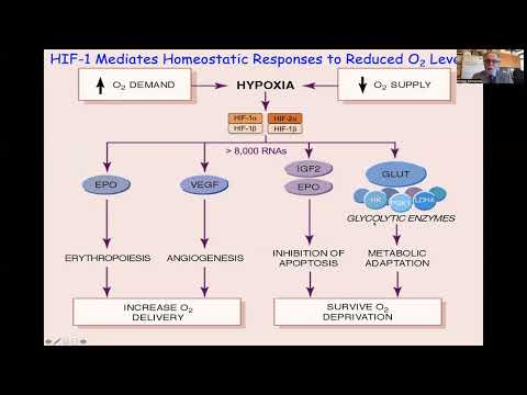 Hypoxia Inducible Factors Mediate Immune Evasion of Cancer Cells| Gregg L. Semenza, MD, PhD