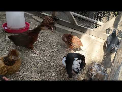 Krankheitswelle bei den Hühnern Sommer 2025 überstanden