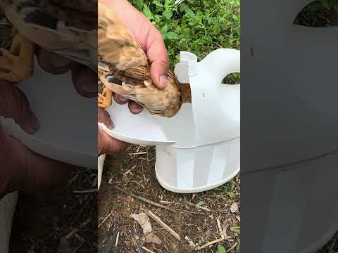 How to make a simple chicken cage #shorts #bushcraft #outdoor #survival #viralvideo #camping #forest