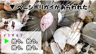 【ビーチコーミング  / 貝殻拾い】ベニシボリガイを見つけて優勝する男 #4