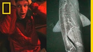 Unexpected Shark Gives Explorer Shock of His Life