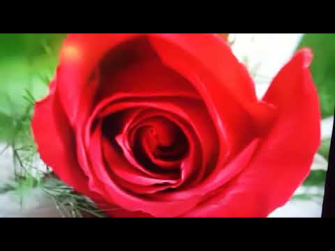 Amayobera Musoni Evariste