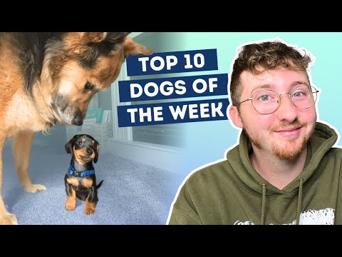 Big Dog Confused By Little Dog