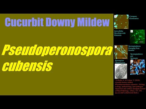 Pseudoperonospora cubensis—biology, ecology, epidemiology, and host interaction
