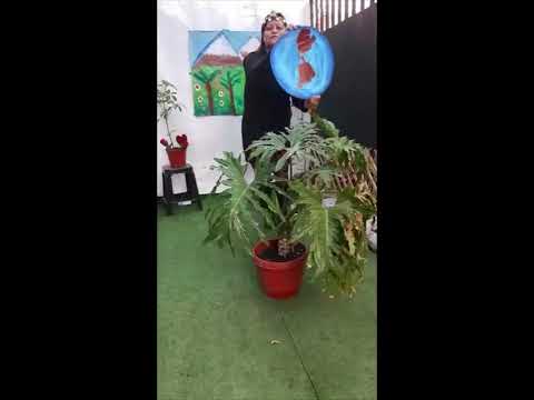 Adaptación "La Ñuke Mapu - Mi Perro Chocolo"