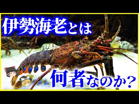ロブスターについて詳しく解説
