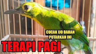 Download lagu TERAPI AMPUH!! cucak ijo stres bahan mah pasti gacor denger suara ini mp3