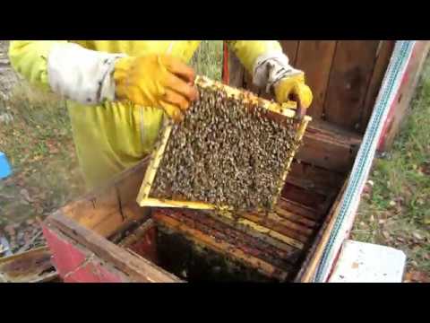 Пчеловодство. Ошибки при сборе гнезда и закормки пчёл в зиму. Спасаю семьи перед зимовкой.