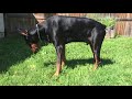 This Dogs Puke Sound Is Funny