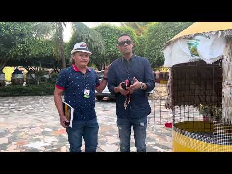 Se va para Perú el ejemplar que hizo un espectáculo en la 7MA mundial de gallos recortados JK