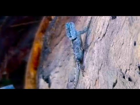 World Lizard Day is celebrated on the 14th of August 2025