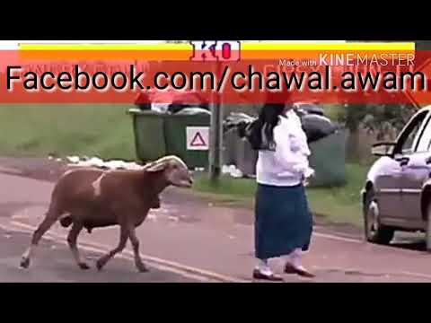 Street Fighter 2   Angry Goat Version