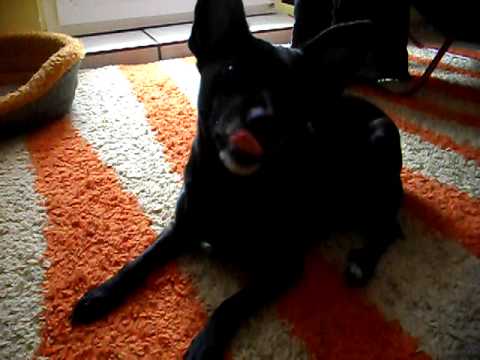 Kelly i Czekoladowa Krówka :D