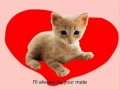 Loving Kitten