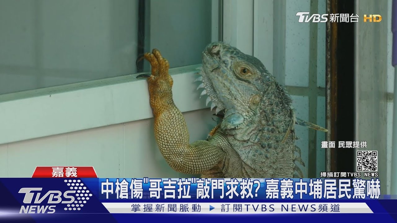 當「哥吉拉」來敲門!中槍懷孕母綠鬣蜥奔逃中埔民宅 住家驚