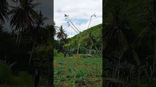 Download lagu PIKAT BURUNG DECU KACER MINI mp3