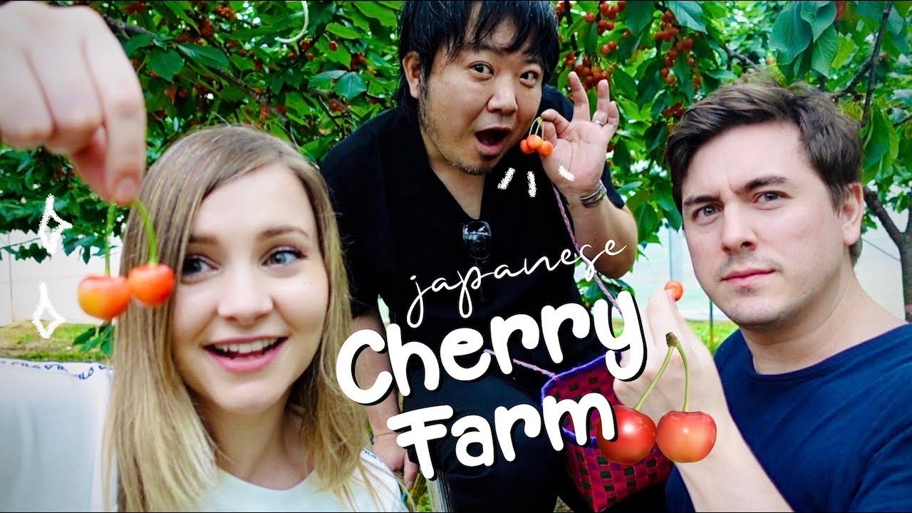 Japan&#39s Famous Yamagata Cherries: All-You-Can-Eat Cherry Farm 