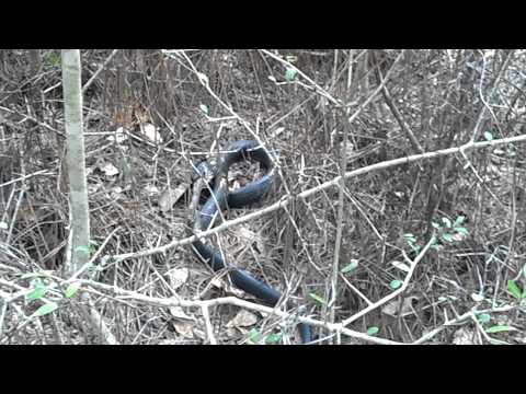 Eastern Indigo Snake eats a Grey Rat Snake