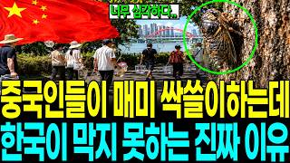 “전국 초비상 사태..” 중국인들이 매미 싹쓸이하는데 한강공원 습격을 막지 못하는 진짜 이유