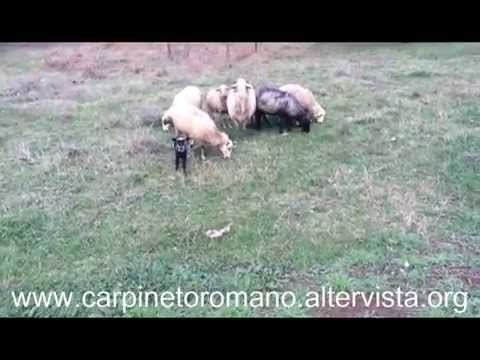 Pecore con agnellini che pascolano - Sheep with lambs grazing.