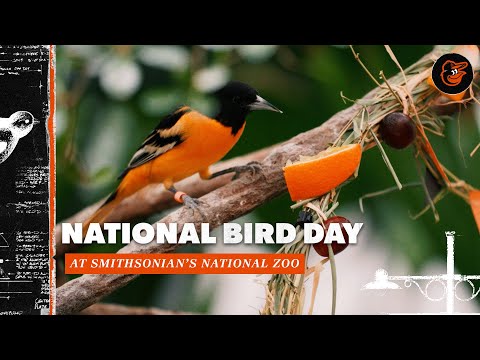 Meet the Oriole Birds at Smithsonian’s National Zoo | National Bird Day | Baltimore Orioles