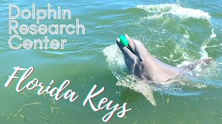 Dolphin Research Center- Florida Keys