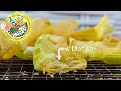 Koji Starter selber machen - Ein Experiment von Nico Stanitzok