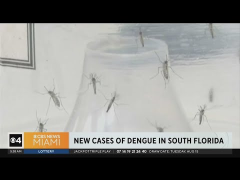 New cases of Dengue fever in Miami-Dade, Broward