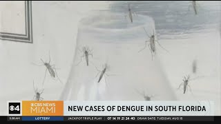 New cases of Dengue fever in Miami-Dade, Broward