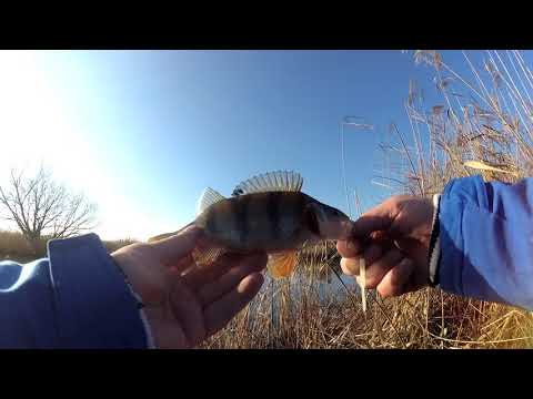 Супер клев/Окунь и щука на ультралайт 05. 01. 2018