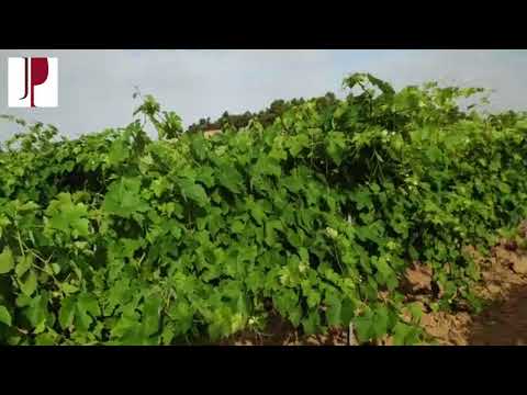 Mala elección de porta-injertos en vid