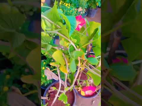 Ishq ibadt ishq karam hai #flowers #song #shorts #viralshorts #youtubeshorts