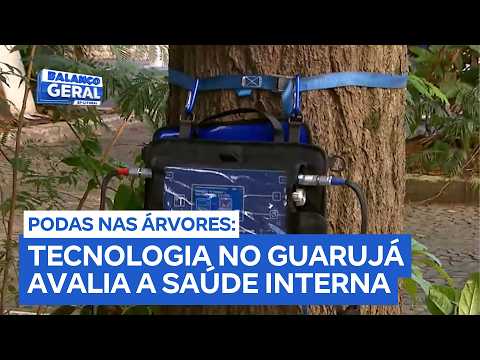 Guarujá inova com novo sistema que descobre se a árvore corre risco de queda