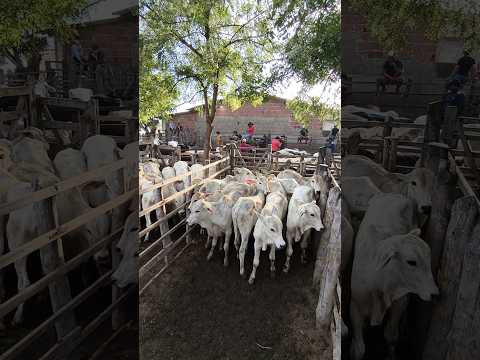 FEIRA DO GADO DE ITABAIANA-PB DISTRITO CARIATÁ #shorts