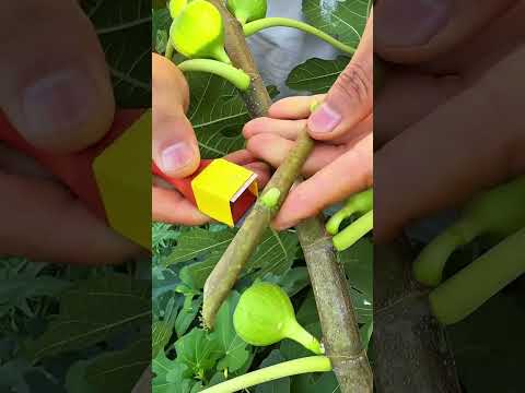 Easiest Fig Tree Grafting Method for Beginners #grafting #gardeningtips  #graft #fruit