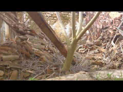 Geamia din localitatea Brebeni/Constanța (1870)