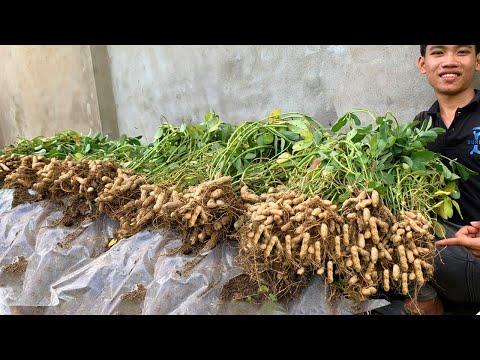 Grow a bountiful harvest of peanuts with this tip Lots of tubers and very delicious