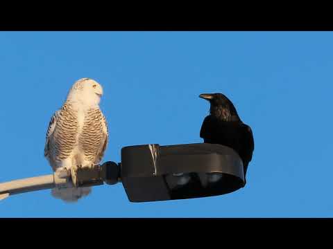 Snowy Owl and Raven
