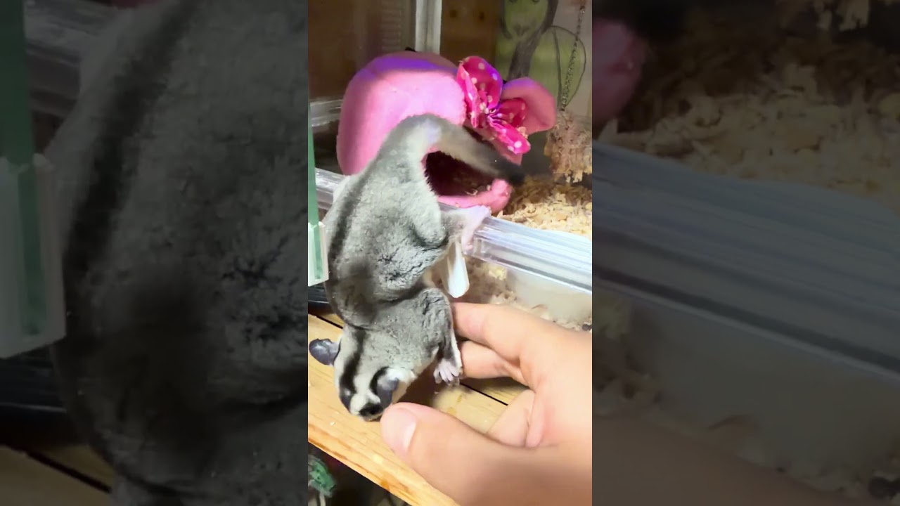 うちのモモンガもついにオス特有のてっぺんハゲになりました　#shorts