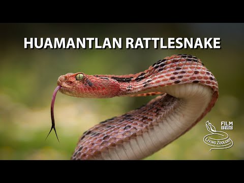 Pink rattlesnake - the deadly venomous Huamantlan rattlesnake
