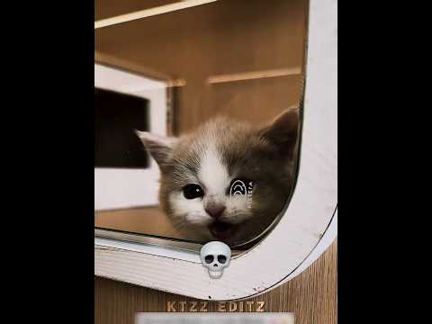 Cats faking innocence 💀 pt.2