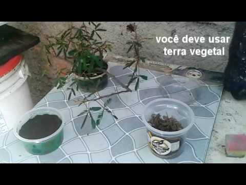 , title : 'Como plantar semente de Mimosa Pudica - série plantando uma semente .'