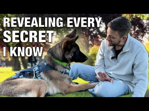How to Train ANY Dog to Lie Down Before This Video Ends