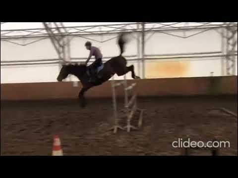 Goldika treningowo 140-150