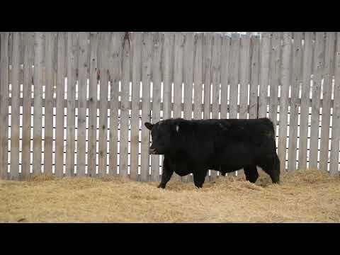 LOT 28 - Morin Creek 1N - 2026 Legends of the North Bull and Female Sale